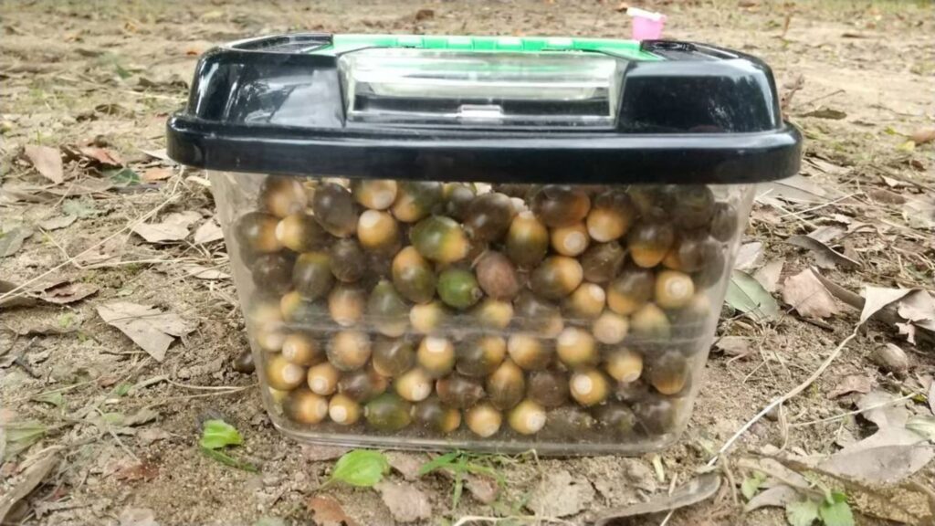 虫かごに詰まったどんぐり