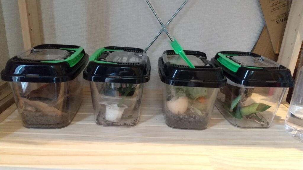ダンゴムシ、バッタ、かたつむり、アゲハ蝶の幼虫がそれぞれ入った虫かご