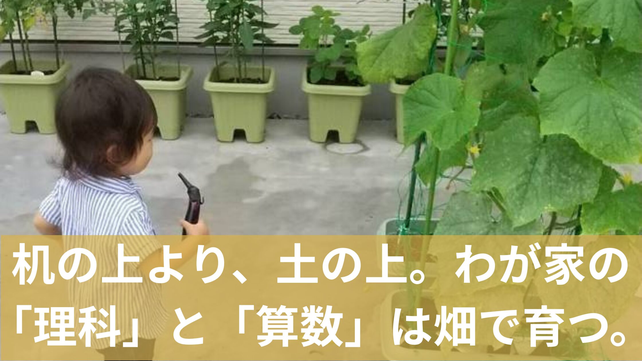 プランターで育てた野菜