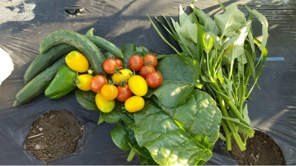 菌ちゃん農法で育った野菜たち