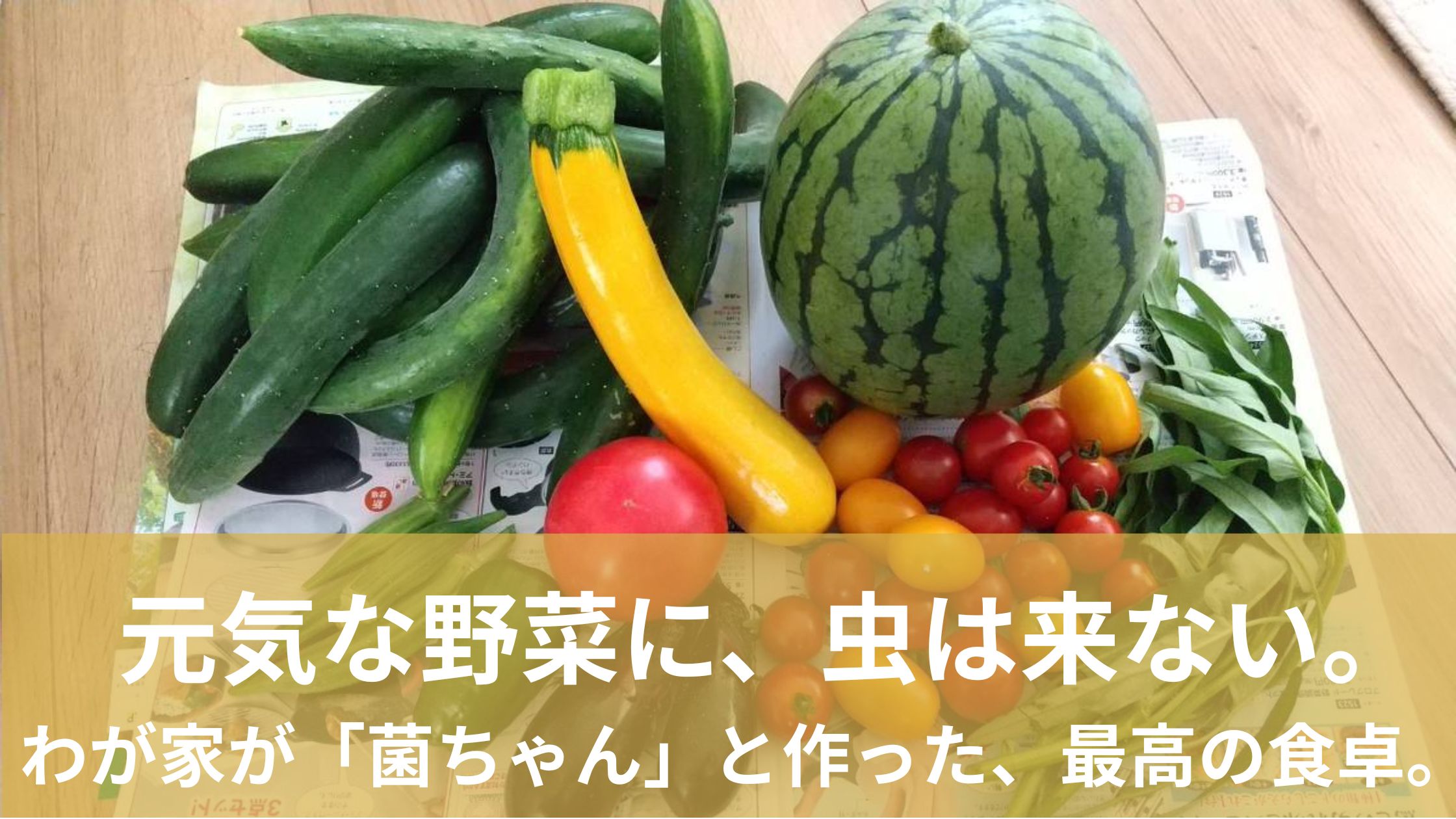 菌ちゃん畑で採れたいろんな種類の野菜