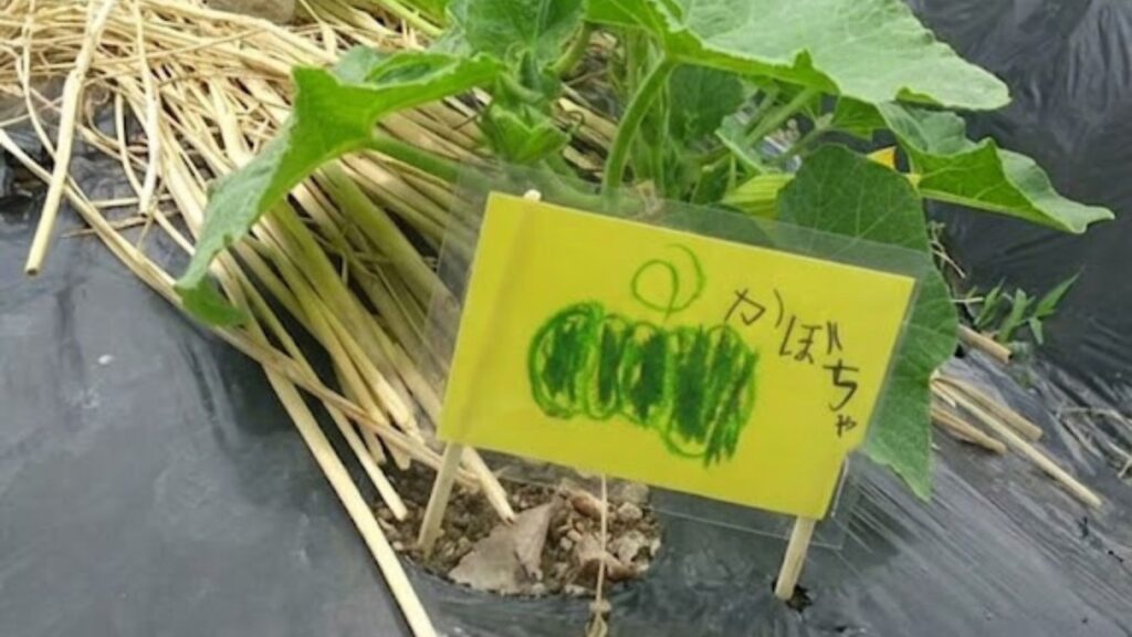 菌ちゃん農法のためのマルチをかけた畝