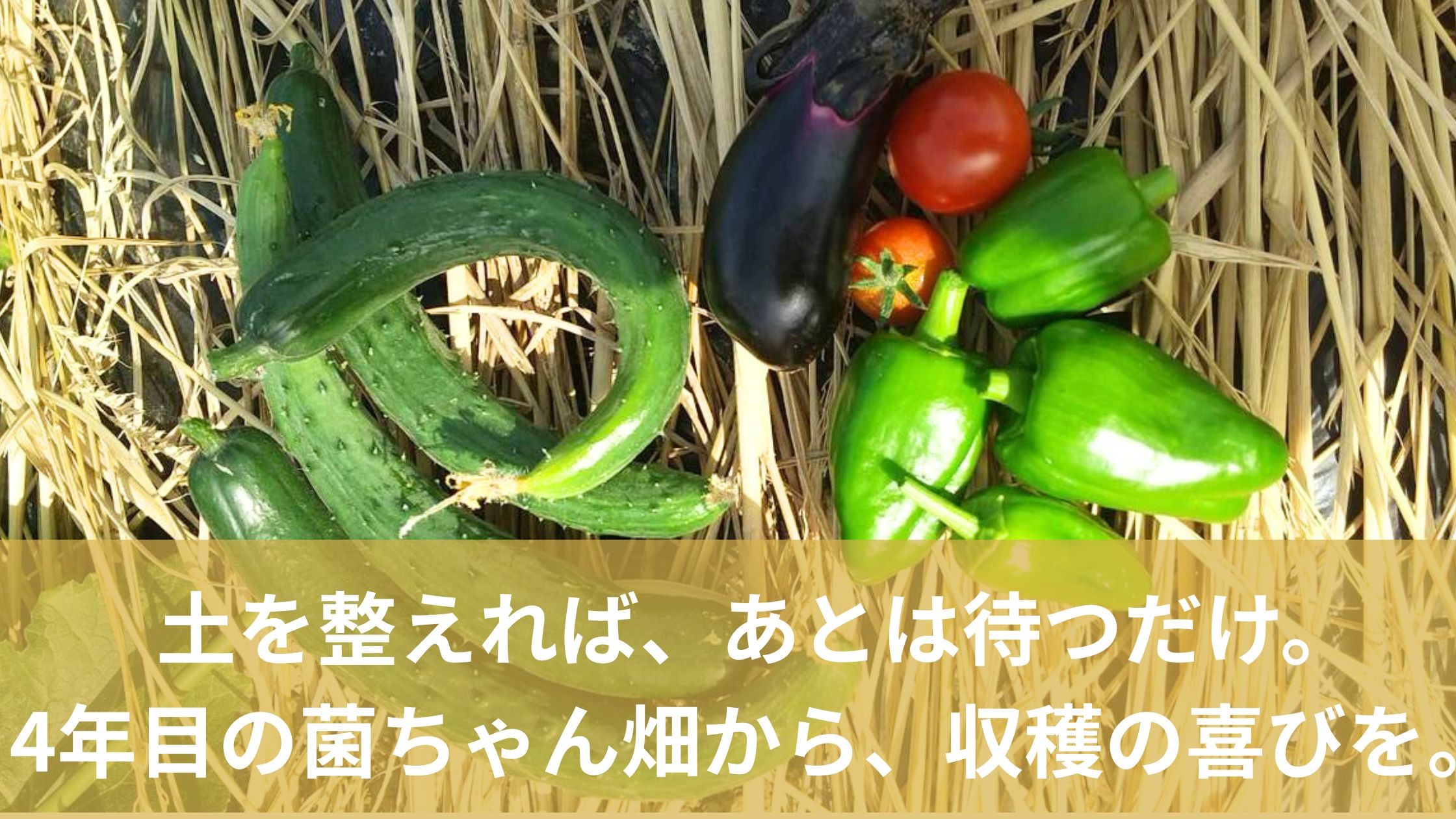 菌ちゃん畑で採れた夏野菜